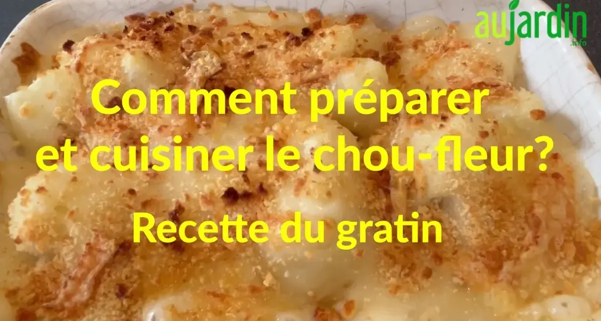 Un plat réconfortant de gratin de chou-fleur, doré et croustillant, prêt à être dégusté.