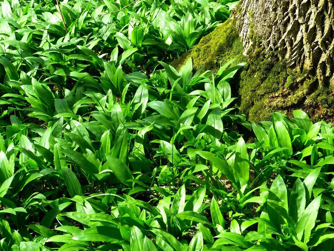 Champ de feuilles vertes luxuriantes d'ail des ours, parfait pour une recette printanière.